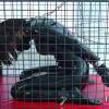 用事の無い時はケージに入れて飼育しています。